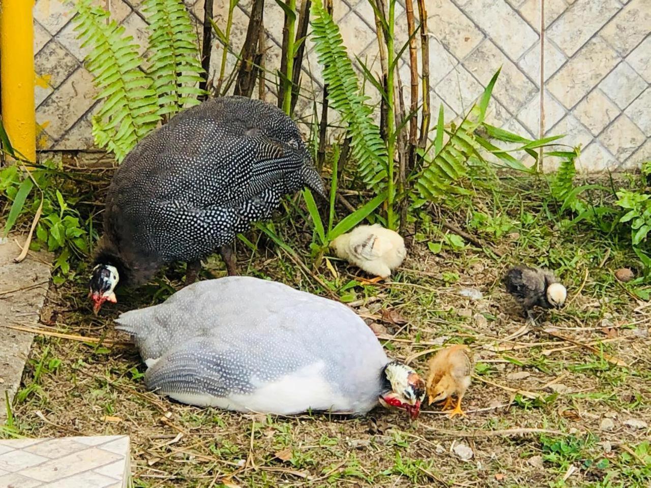 Hotel Bosques Do Massaguacu Caraguatatuba Dış mekan fotoğraf